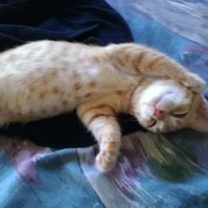 Meet your Posher, Justine